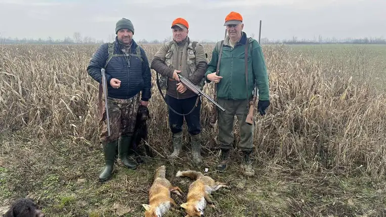  Túlszaporodott a rókaállomány. Fotó: Kárpátinfó/ Kovács Elemér