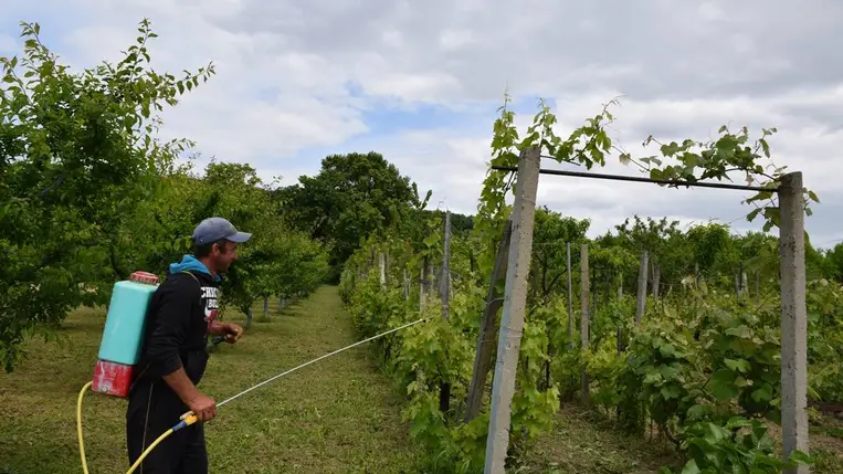 Miért ragaszkodjunk a bordói léhez? - A szer a szőlőben és a zöldségeskertekben is hatékony védelmet nyújt. Fotó: Kárpátinfo/Kovács Elemér