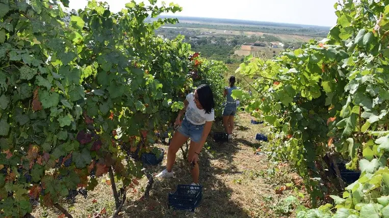 Szőlőtermesztés 2024 – Kihívások és válaszok - Előtérben az okszerű növényvédelem. Fotó: Kárpátinfó/ Kovács Elemér