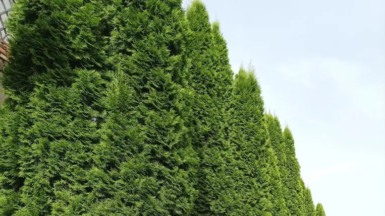 Rendszeres öntözés nélkül nem megy - Barna foltok a tuján. Mi lehet az oka?