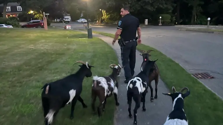 Bozótirtásra bérelt szökevény kecskéket fogtak el Bostonban