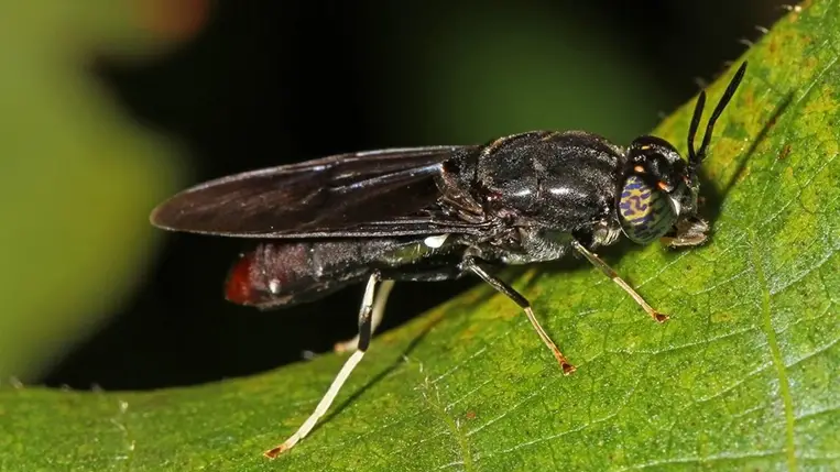  Fekete katonalégy lárvája.(Fotó: Wikipédia)