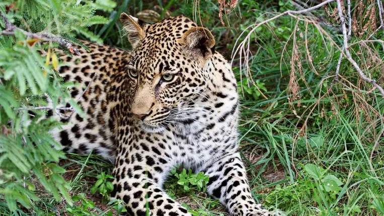 Leopárd ( Illusztráció )