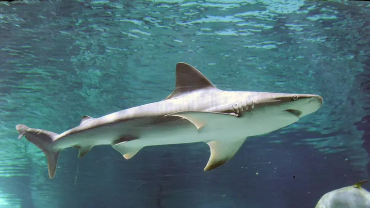 Rettegnek a fürdőzők, újabb két népszerű strandot zártak le Spanyolországban