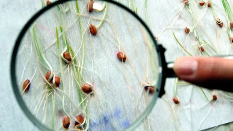 Varázsfa nőtt ki egy ezeréves magból