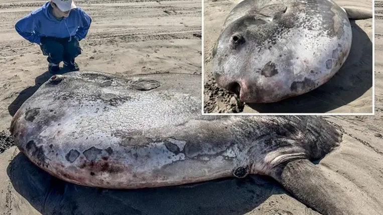 Tömegek gyűltek össze, hogy lássák a kétméteres vízilényt, amit partra mosott az óceán Oregonban