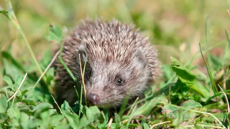 Őszi vendégek a kertben: így vigyázzunk a sünökre és a madarakra!(Fotó: MTI/EPA/Tomasz Wojtasik)