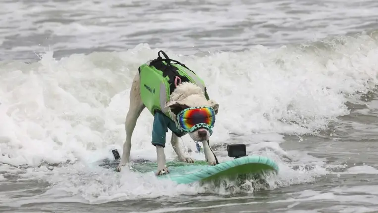 A San Diegó-i James Wall Faith névre hallgató kutyája széldeszkán egyensúlyoz a hullámokon a kaliforniai Pacificában rendezett kutyaszörf-világbajnokságon, 2024. augusztus 3-án.  (Fotó: MTI/AP/San Francisco Chronicle/Yalonda M. James)