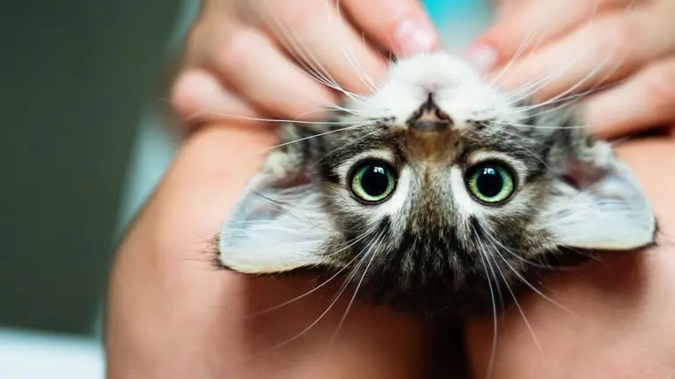 Kutatások szerint a macskatartás lehet a hosszú élet egyik titka