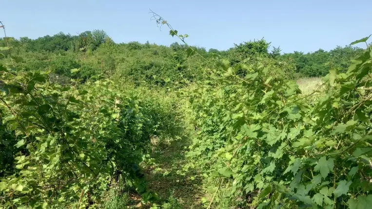 A korai tavasznak köszönhetően a 2-3 héttel korábban fakadó szőlő korábban is virágzott. 