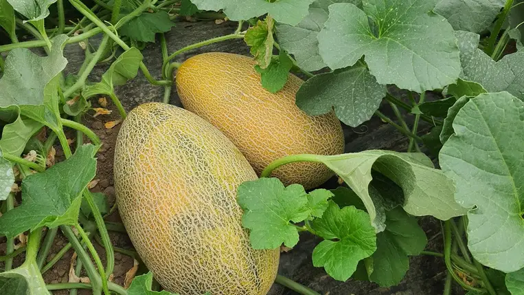 Dinnyetermesztés – 2024 - Indul a főszezon. Fotó: Kárpátinfo/Kovács Elemér