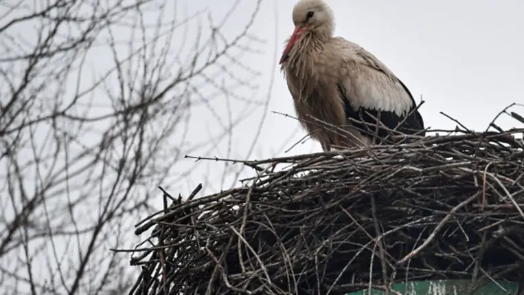 A Magyarországon áttelelő fehér gólyák nem szorulnak emberi segítségre.Fotó: MTI/Czeglédi Zsolt
