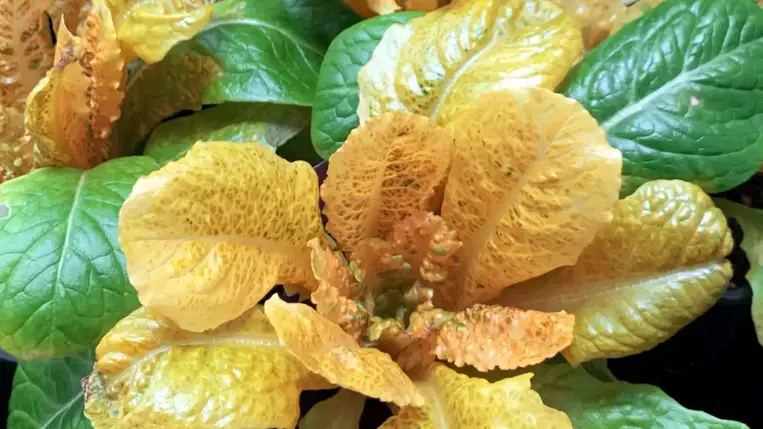 Az aranysaláta, ami hihetetlen mennyiségű vitamint tartalmaz 