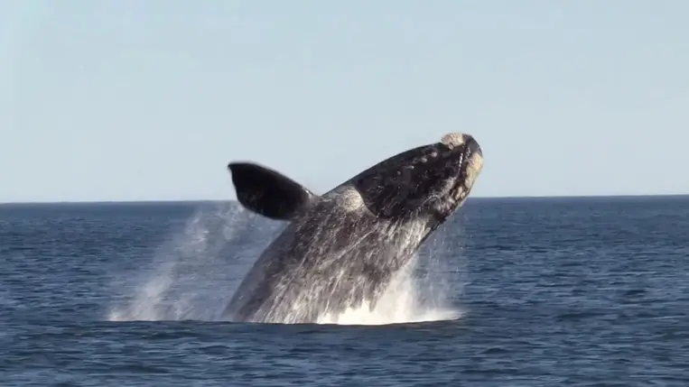 A bálnák akár kétszer olyan sokáig élhetnek, mint gondoltuk 