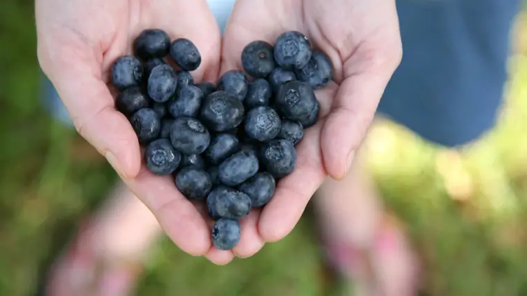Rákmegelőző, szívvédő, és a memóriának is jót tesz