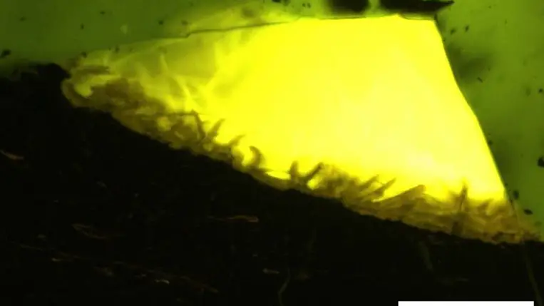 Először találtak borostyánt az Antarktiszon 