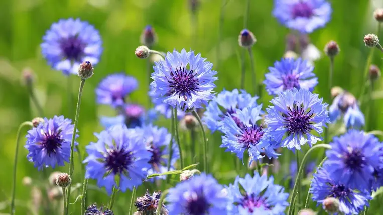 Természetes vízhajtó, csökkenti a gyulladásokat, és tele van antioxidánsokkal