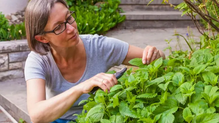 Citromfű: még ételmérgezés esetén is segíthet