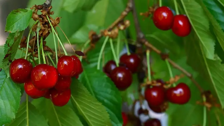 Rákellenes, természetes gyulladáscsökkentő, és az alvást is segíti