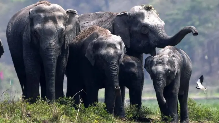 Szívszorító felfedezés: úgy tűnik, valóban eltemetik a társaikat ezek az állatok 