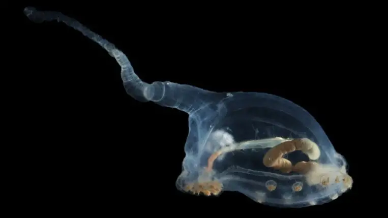 Földönkívüli-szerű lényt láttak az óceán mélyén 