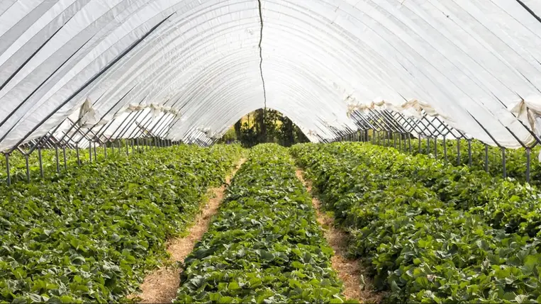 A fóliaházak talajának javítása, termőképességének megőrzése, növelése