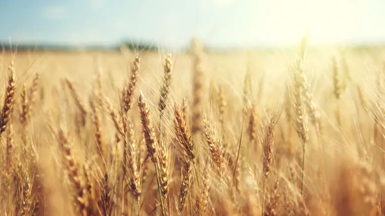 Time: egyre drágább lesz az élelmiszer, ez ellen pedig szinte nem lehet tenni semmit