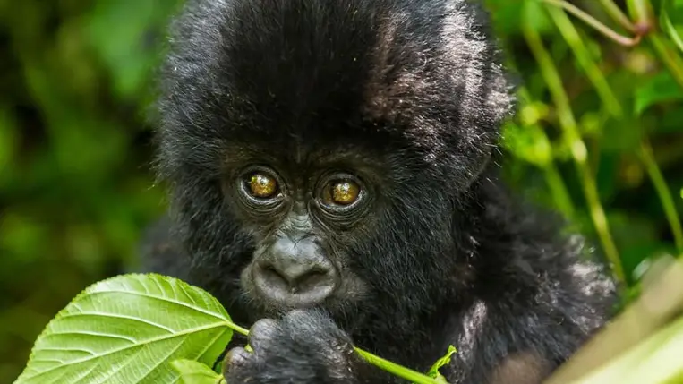 Növényekkel gyógyítják magukat a gorillák 