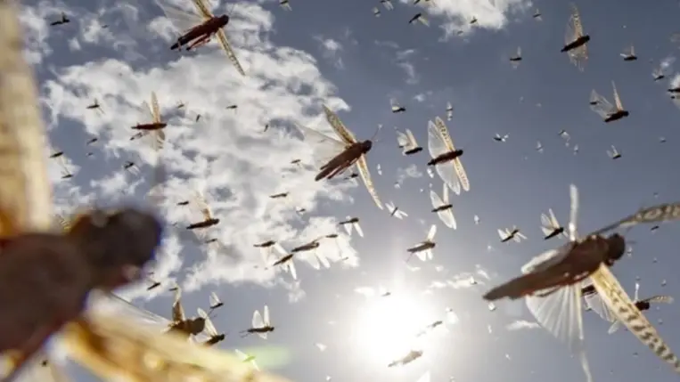 Hatalmas szitakötőraj lepte el a strandot az Egyesült Államokban