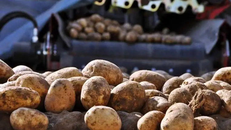 Az ukrajnai burgonyatermelők termésük közel 30%-át elvesztették