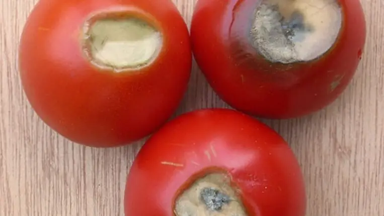 A paradicsom szépséghibái - A vevő elsősorban a szemével vásárol