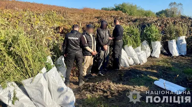 Kárpátalján a rendőrség leleplezett egy csoportot, akik kenderültetvényt gondozva közel 800 ezer hrivnya értékű növényi eredetű drogot állítottak elő. Fotó: Nemzeti Rendőrség