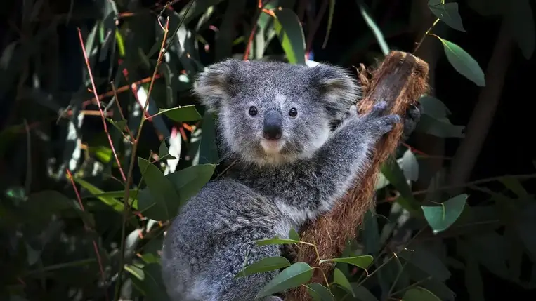 Egy hétköznapi konyhai eszköz segítheti a koalák védelmét 