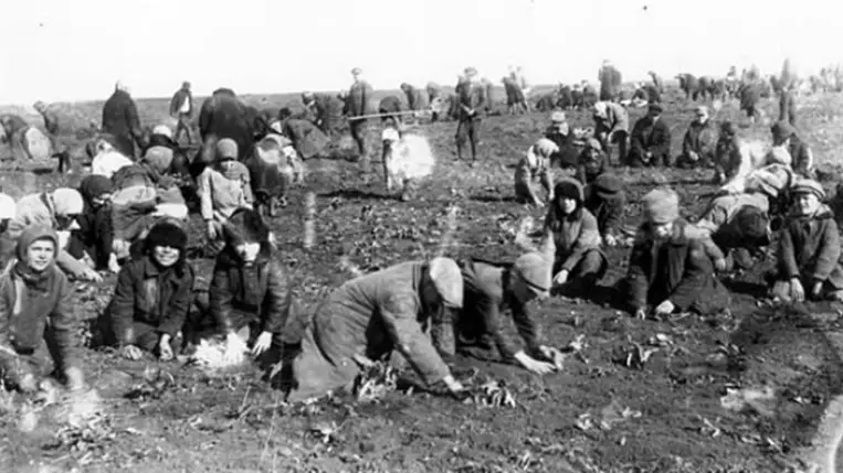 Gyerekek és felnőttek fagyott krumplikat ásnak ki a földből egy termelőszövetkezet területén, 1933-ban. (Fotó: Wikipedia)