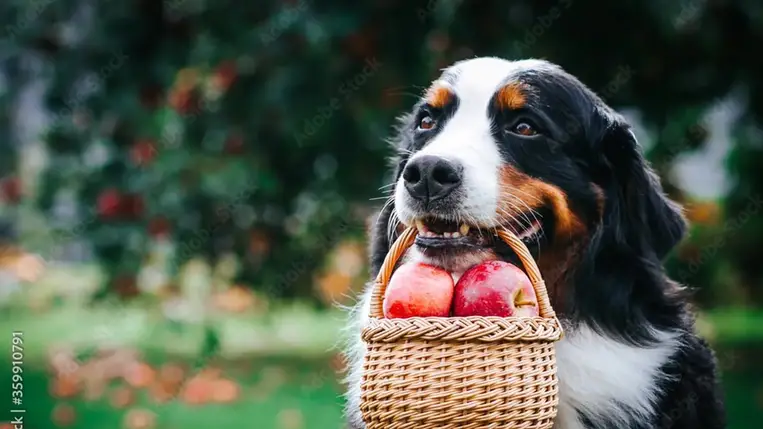 Milyen zöldséget és gyümölcsöt ehet a kutya? 