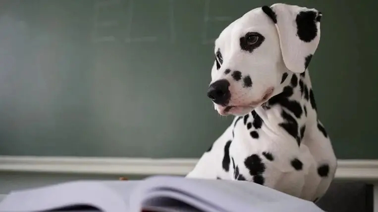 Kutyák: tényleg megértik, amit mondunk nekik? 