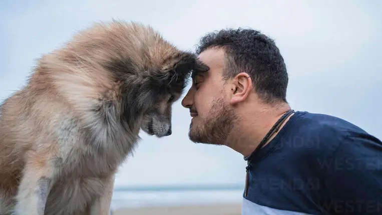 A kutyák agya szinkronizál a miénkkel, amikor a szemükbe nézünk 