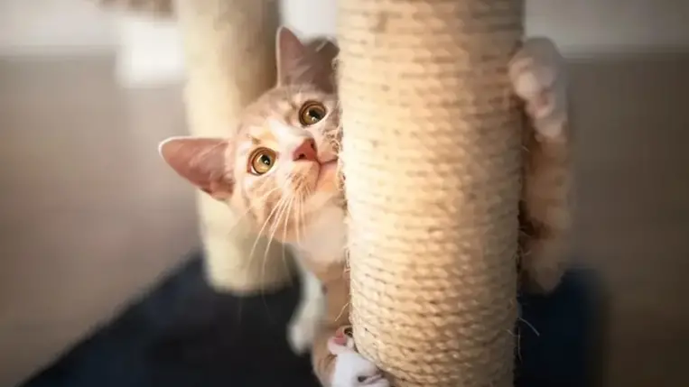 Ezért kaparják a macskák a bútorokat – És így akadályozzuk meg 