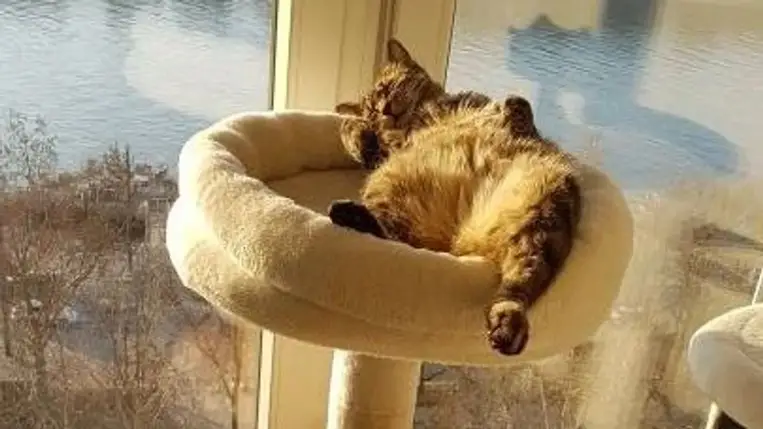 Tudja-e, hogy a macskák is izzadnak? 