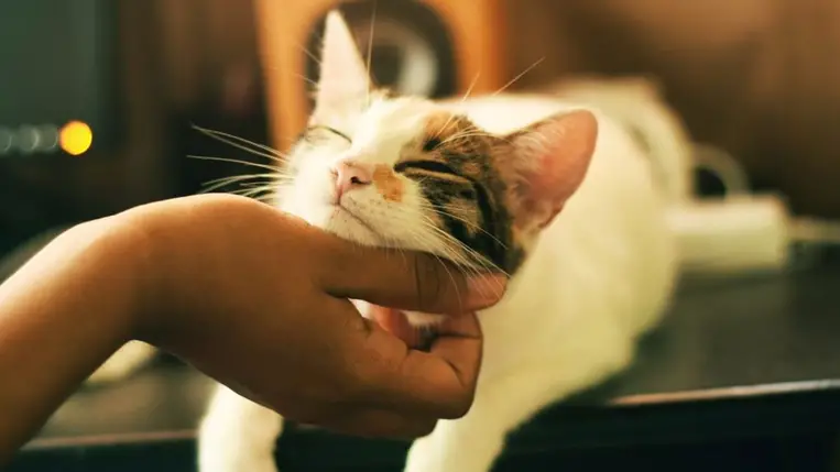 A macskák képekkel társítják az emberi szavakat 