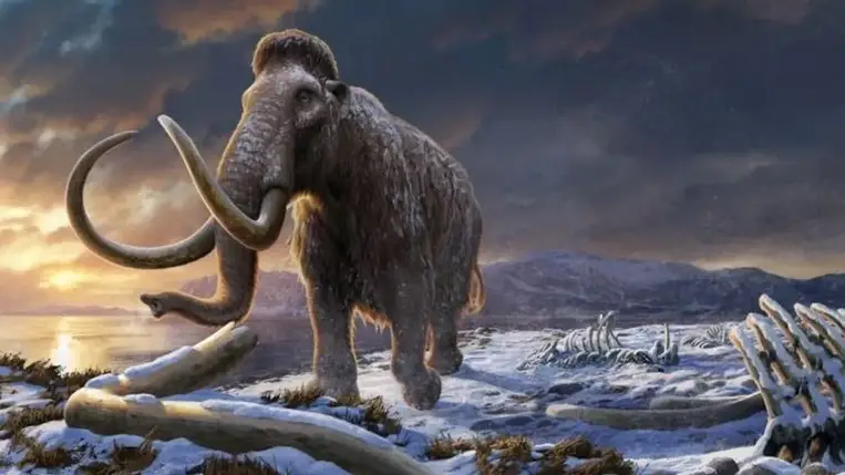 Nem a beltenyészet miatt halt ki a gyapjas mamut 