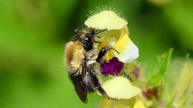 A poszméhekre is rossz hatással vannak a hőhullámok 