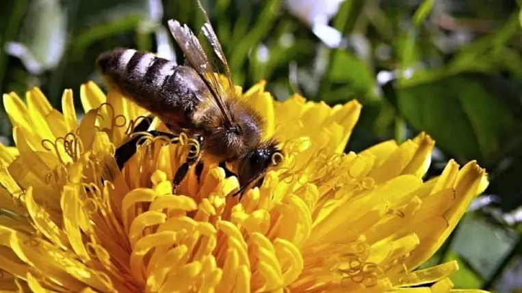 Szimmetria a természetben: Így szervezik meg a mézelő méhek fészküket 