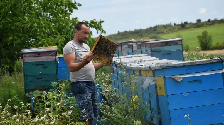 Végéhez közeledik a mézgyűjtési szezon - A betelelés nem rutin munka. Fotó: Kárpátinfo/Kovács Elemér