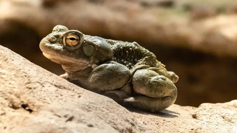 Meglepő, de hatásos vegyületet találtak a mentális problémák kezelésére 