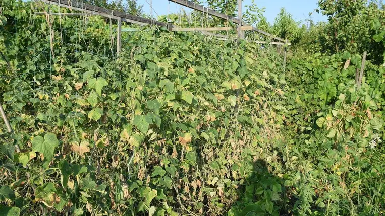 Öntözés ellenére is lassan kiszárad az uborka