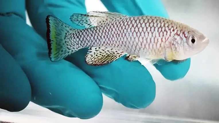 Manipulálták az ősi géneket, hogy túléljék a hónapokig tartó szárazságot 