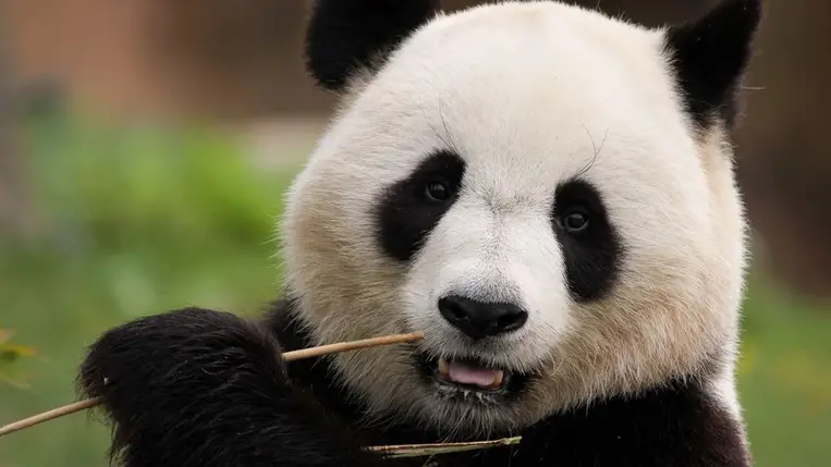 Pandaikrek születtek Hongkongban