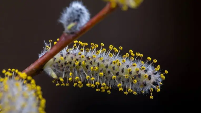 A pollen hatással van a felhőképződésre és a csapadékmintázatra 