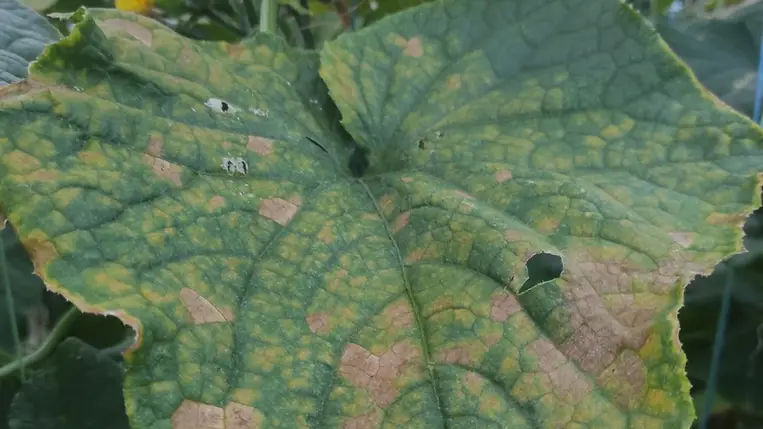 Az idei uborkahajtatási szezon egyik kellemetlen meglepetése a peronoszpóra-fertőzés meglepően korai fellépése. 